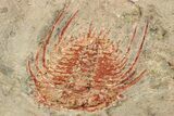 Colorful Kettneraspsis Trilobite With Pos/Neg - Timrzit , Morocco #270558-1